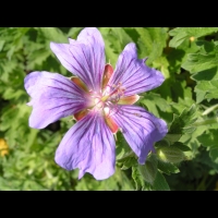 Geranium Ibericum (fam. Geraniacees)(Caucase) (03)